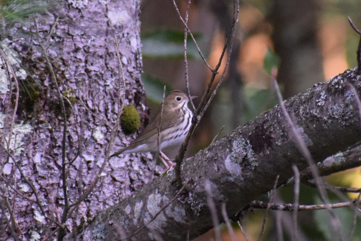 Ovenbird - ML641169867