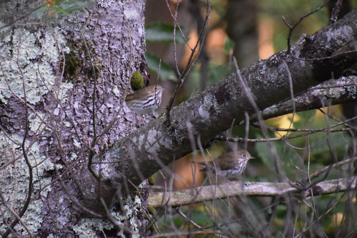Ovenbird - ML641169868