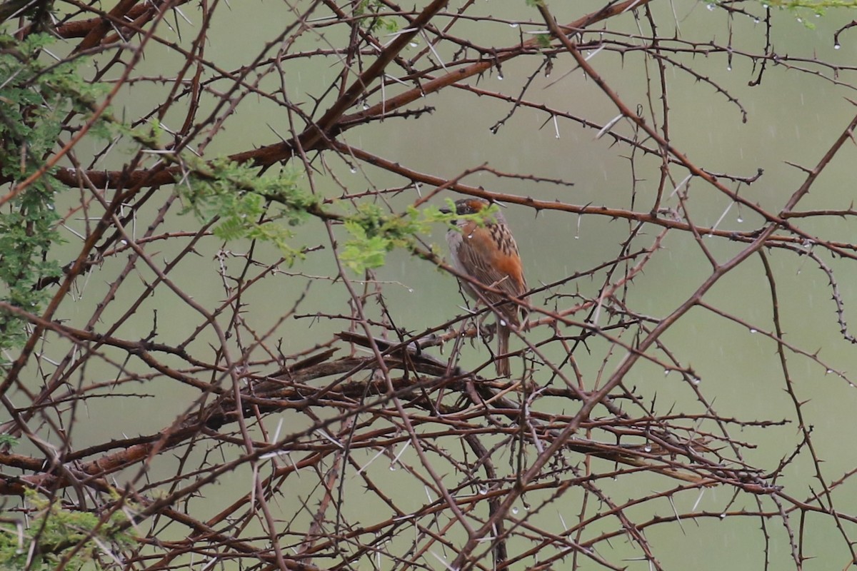 Kenya Rufous Sparrow - ML641169873