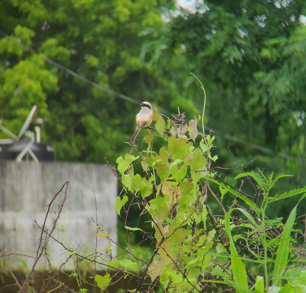 Long-tailed Shrike - ML641169931