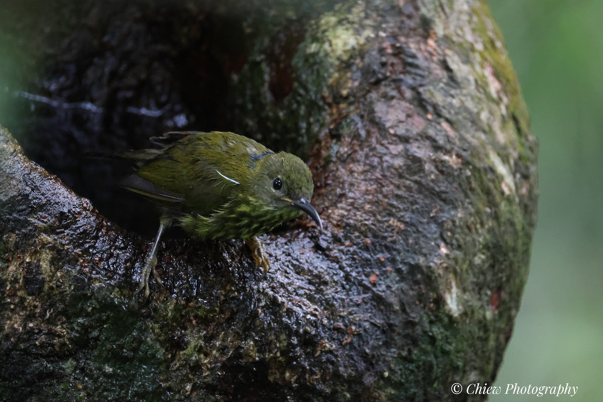 Purple-naped Spiderhunter - ML641169932