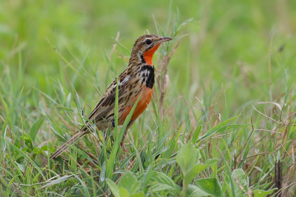 Rosy-throated Longclaw - ML641169938