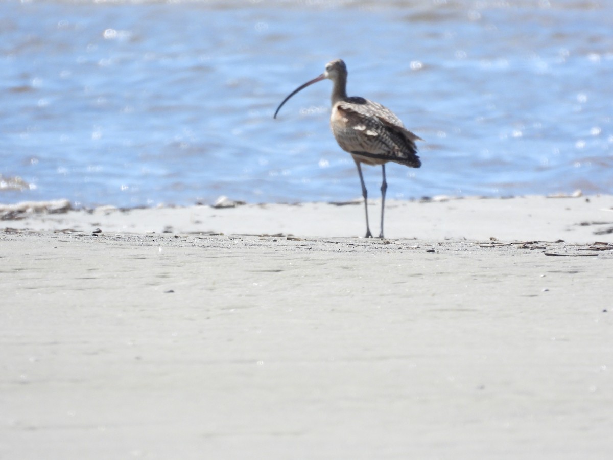 Long-billed Curlew - ML641170032