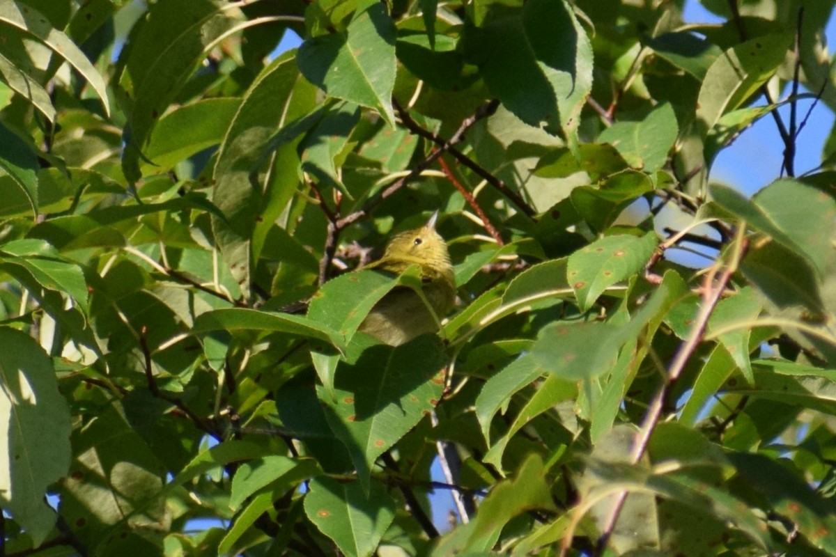 Tennessee Warbler - Andrew Naert