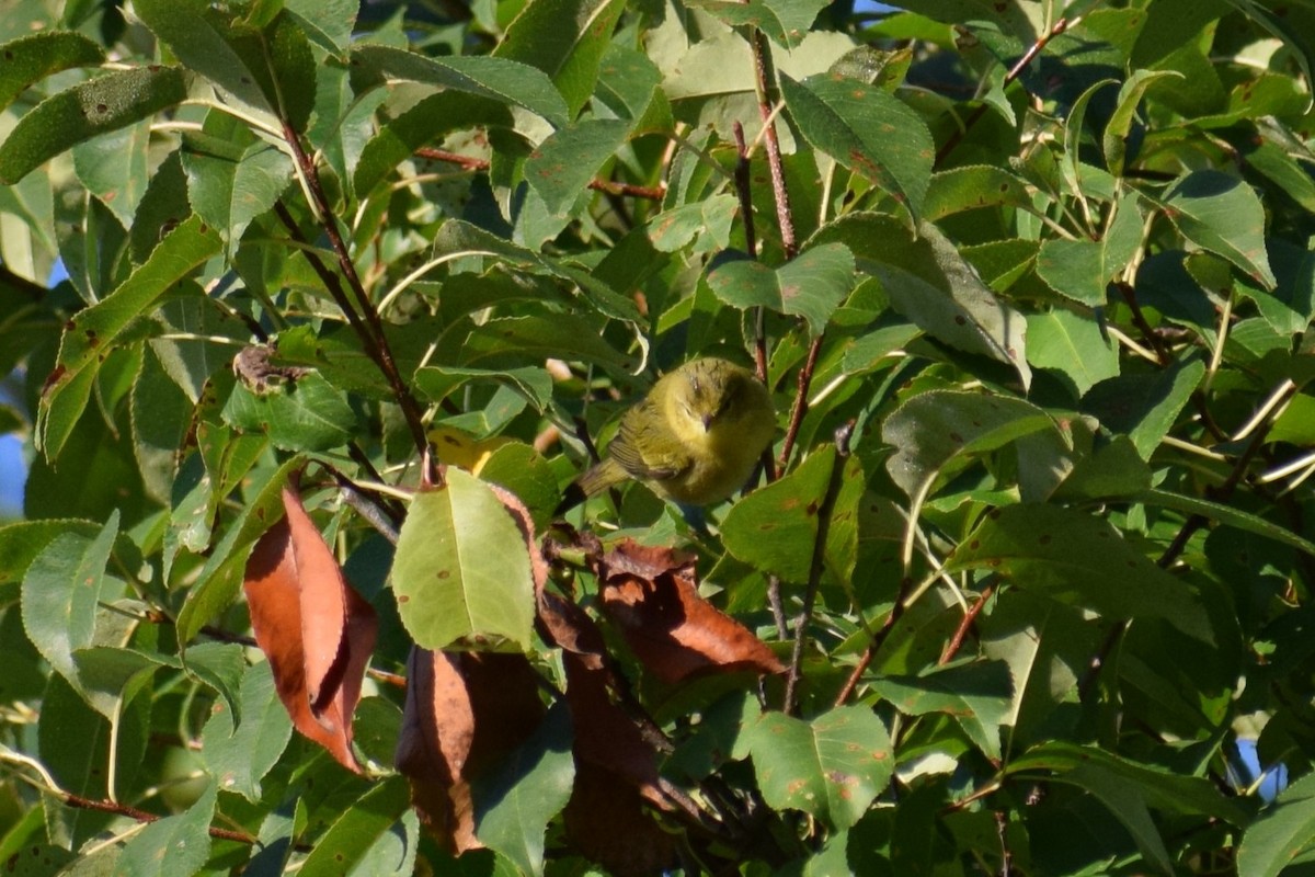 Tennessee Warbler - Andrew Naert