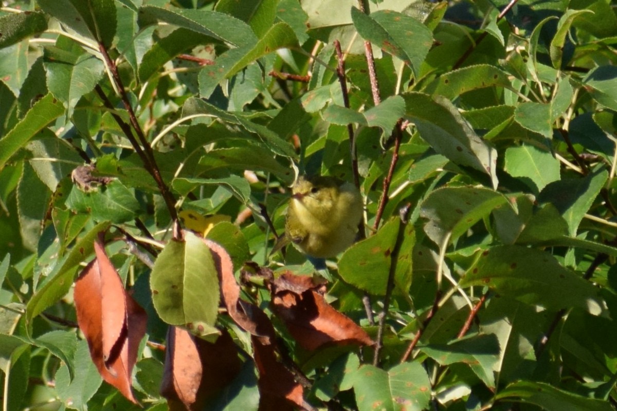 Tennessee Warbler - Andrew Naert