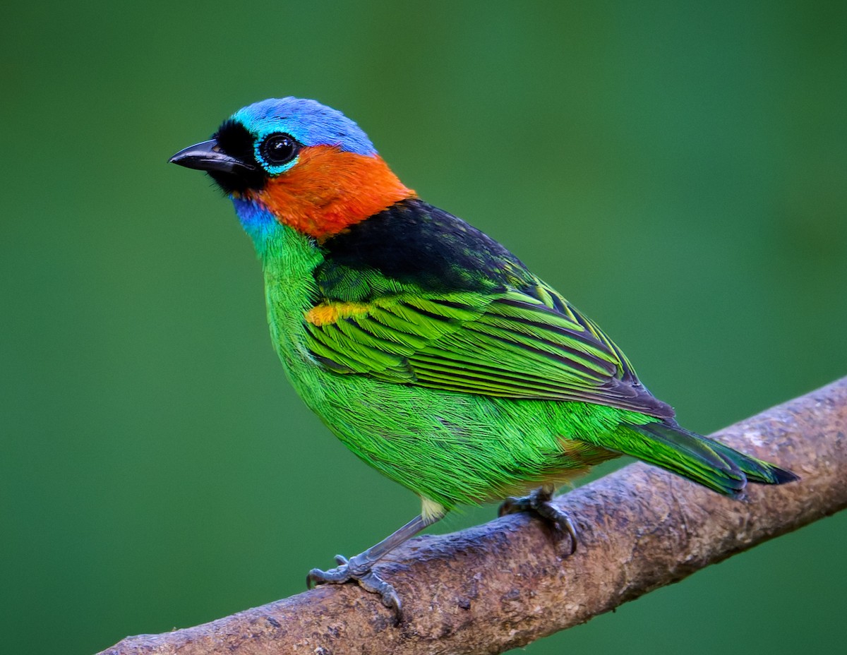 Red-necked Tanager - ML641170050