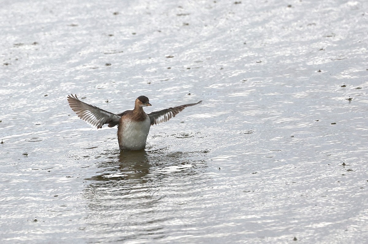 Little Grebe - Ottavio Janni