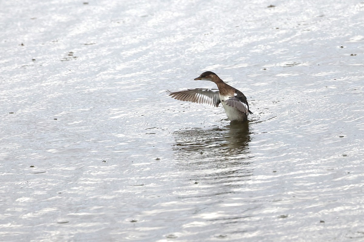Little Grebe - Ottavio Janni