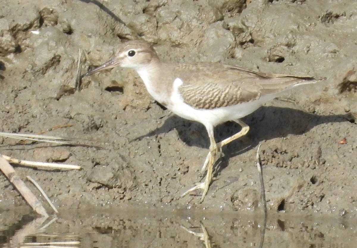 flekksnipe - ML641170150