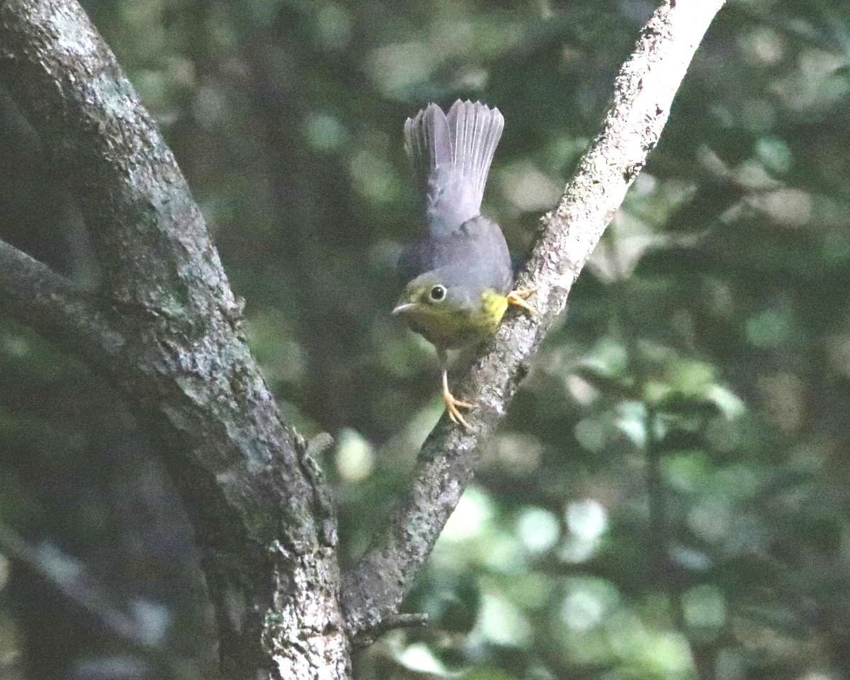 Canada Warbler - ML641170159