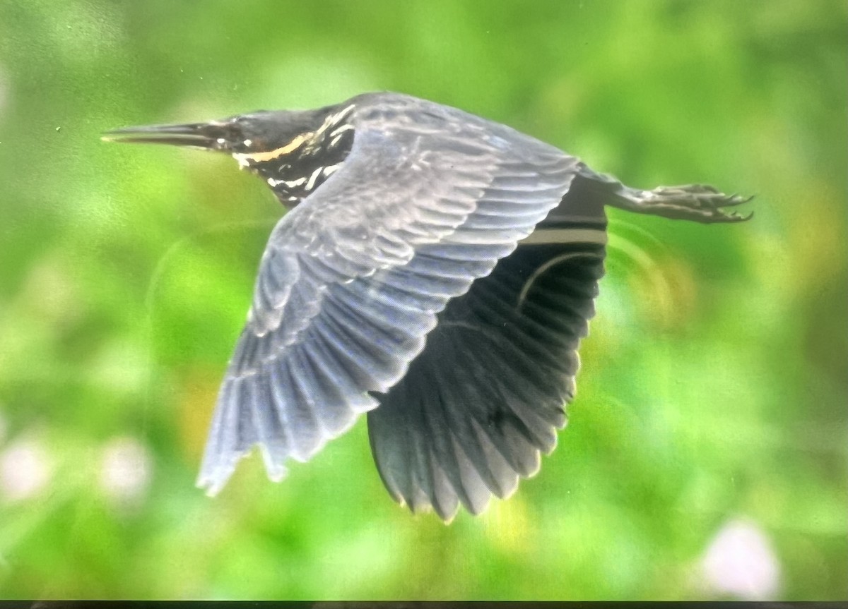 Black Bittern - ML641170201