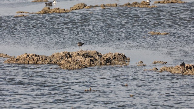 Whimbrel - ML641170215