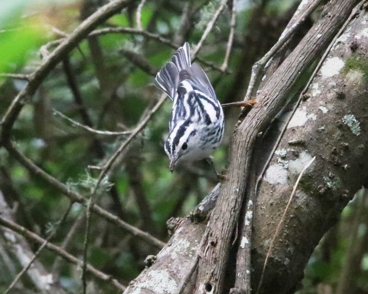 Black-and-white Warbler - ML641170220