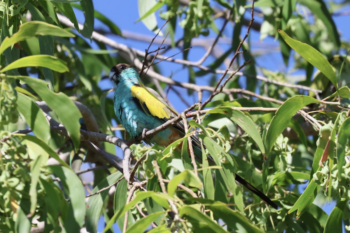 Hooded Parrot - ML641170233