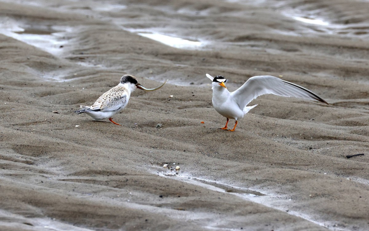 Least Tern - ML641170245