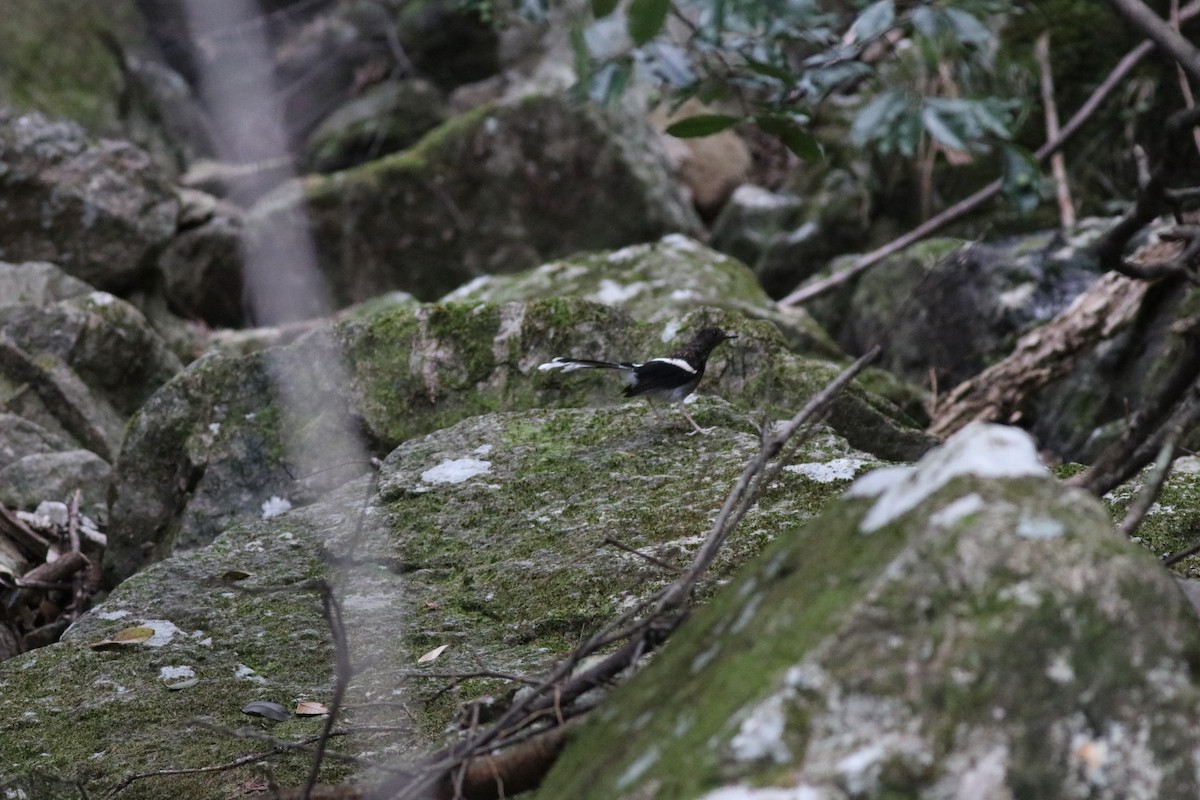 Spotted Forktail - ML641170255