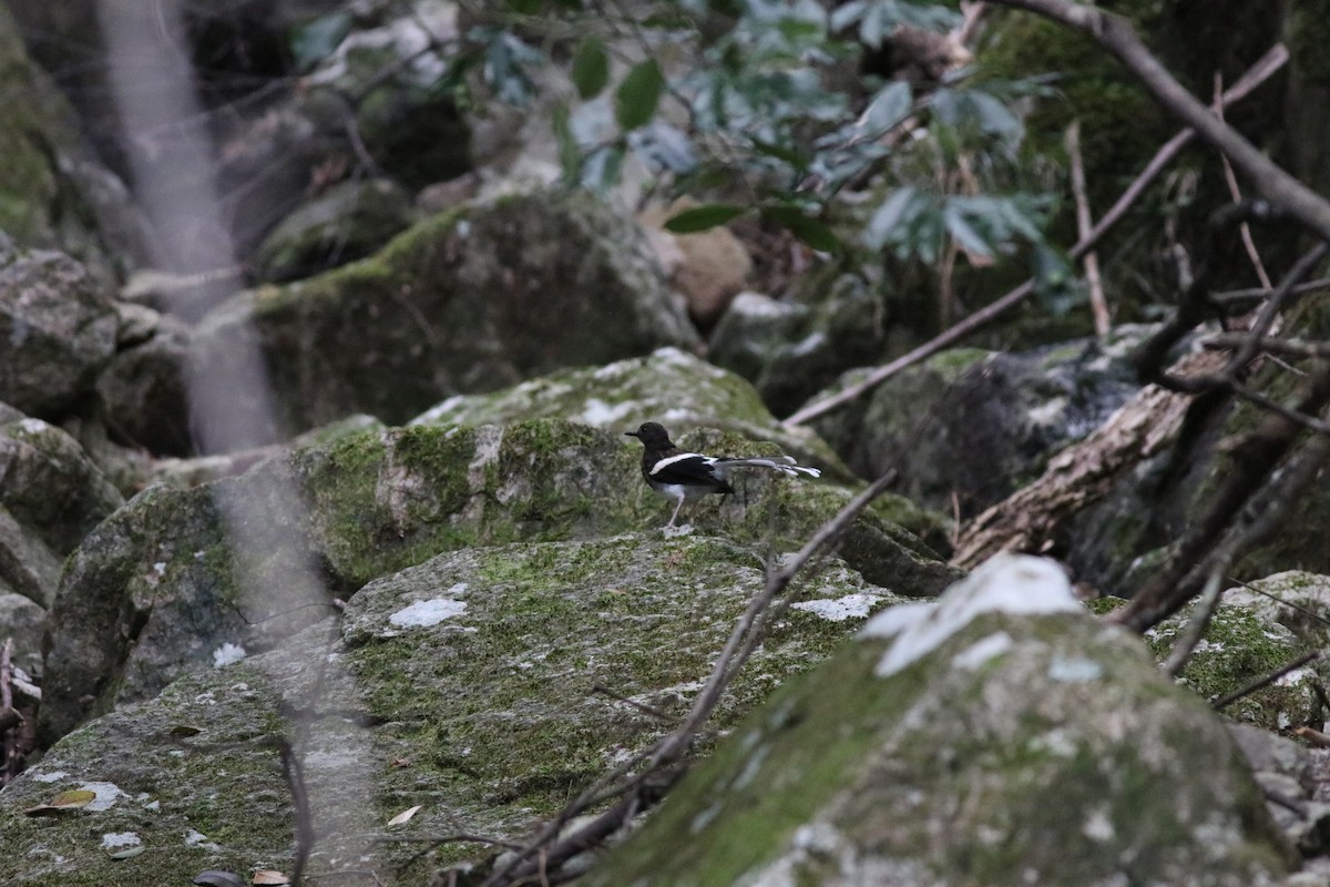 Spotted Forktail - ML641170256