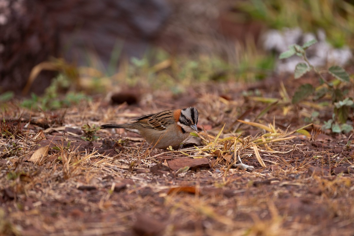 Rufous-collared Sparrow - ML641170273