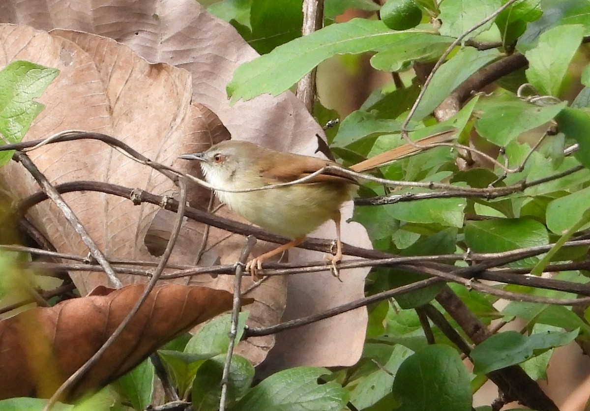 Rufescent Prinia - ML641170281