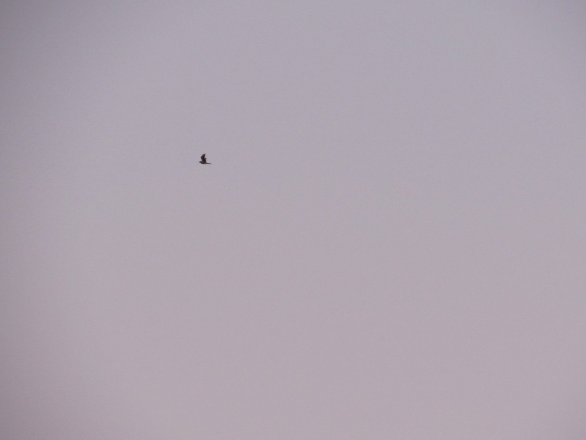 Common Nighthawk - ML641170289