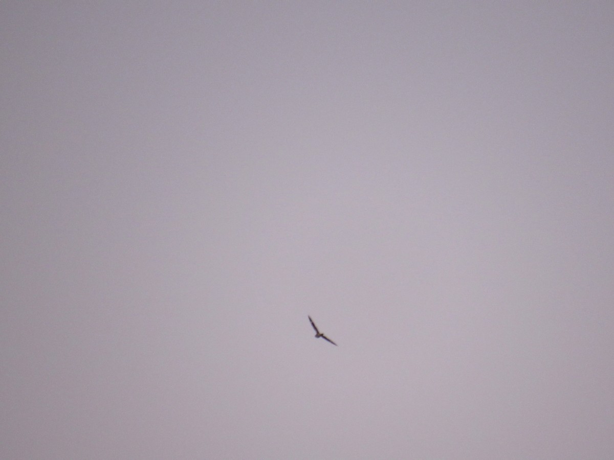 Common Nighthawk - ML641170290