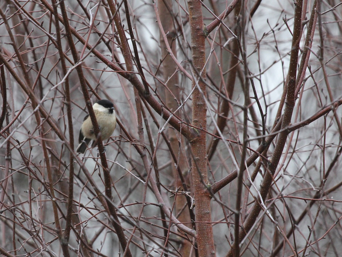 Willow Tit - ML641170305