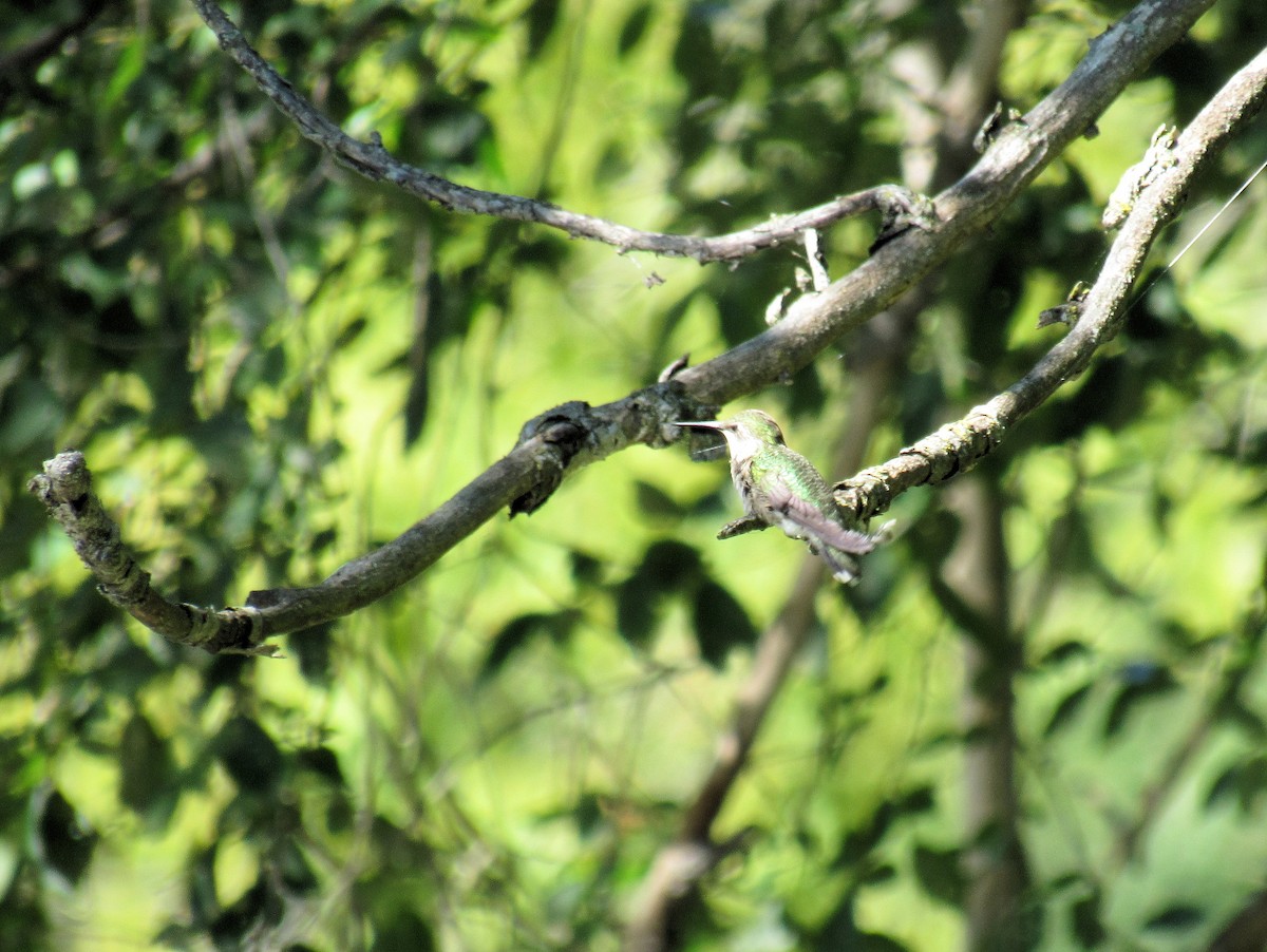 Ruby-throated Hummingbird - ML641170306