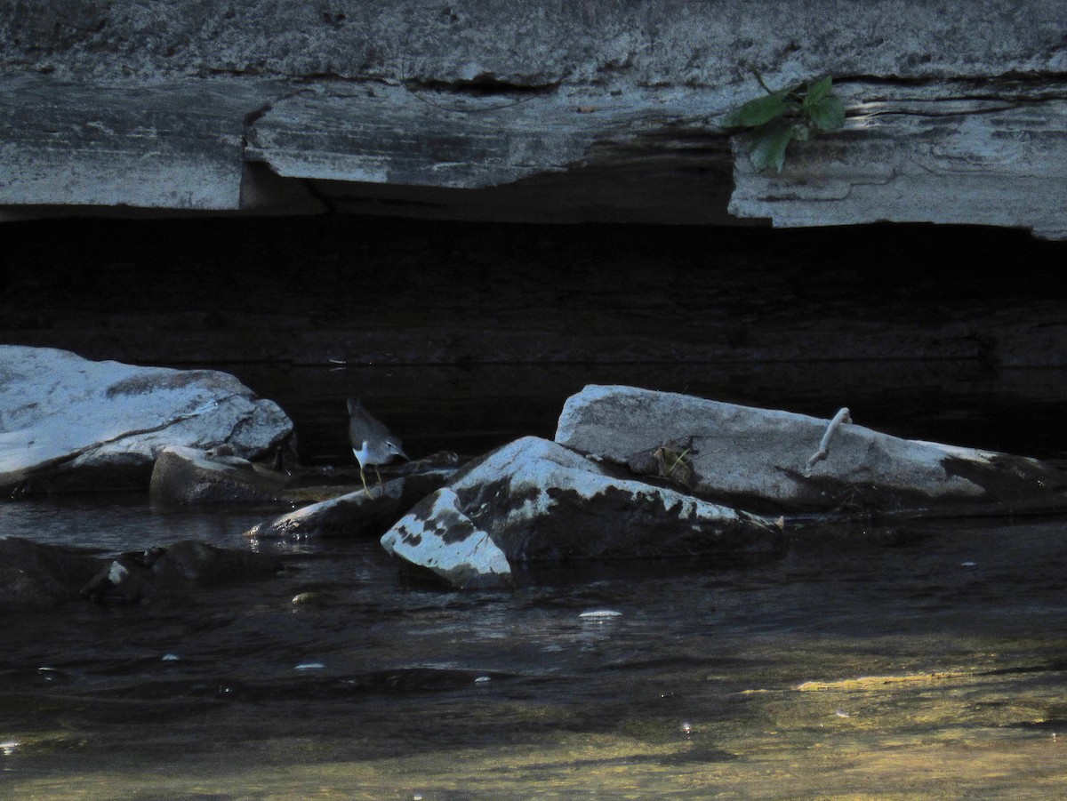 flekksnipe - ML641170309