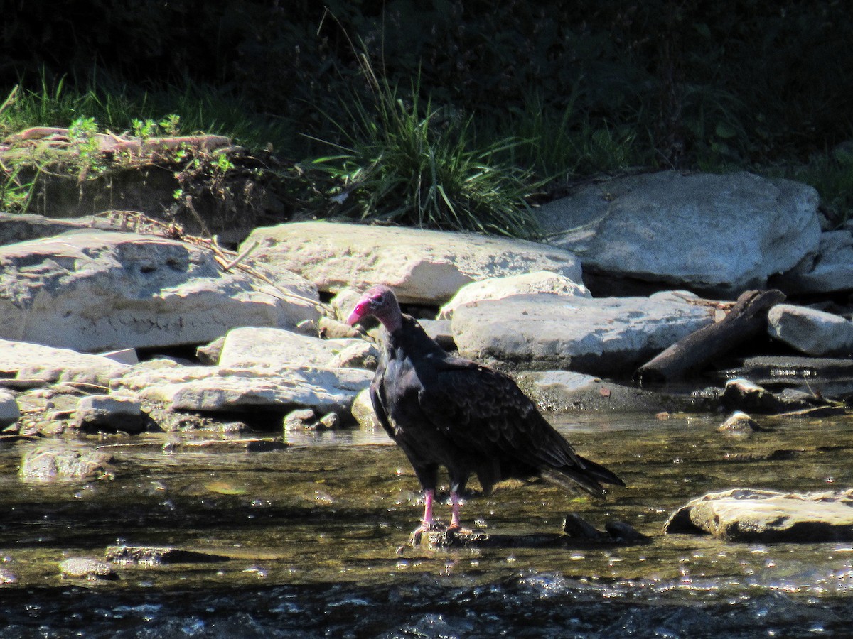 Turkey Vulture - ML641170312