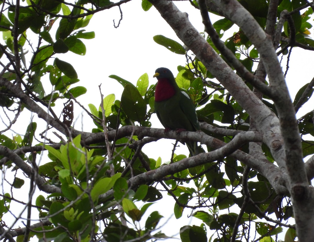 Claret-breasted Fruit-Dove - ML641170352