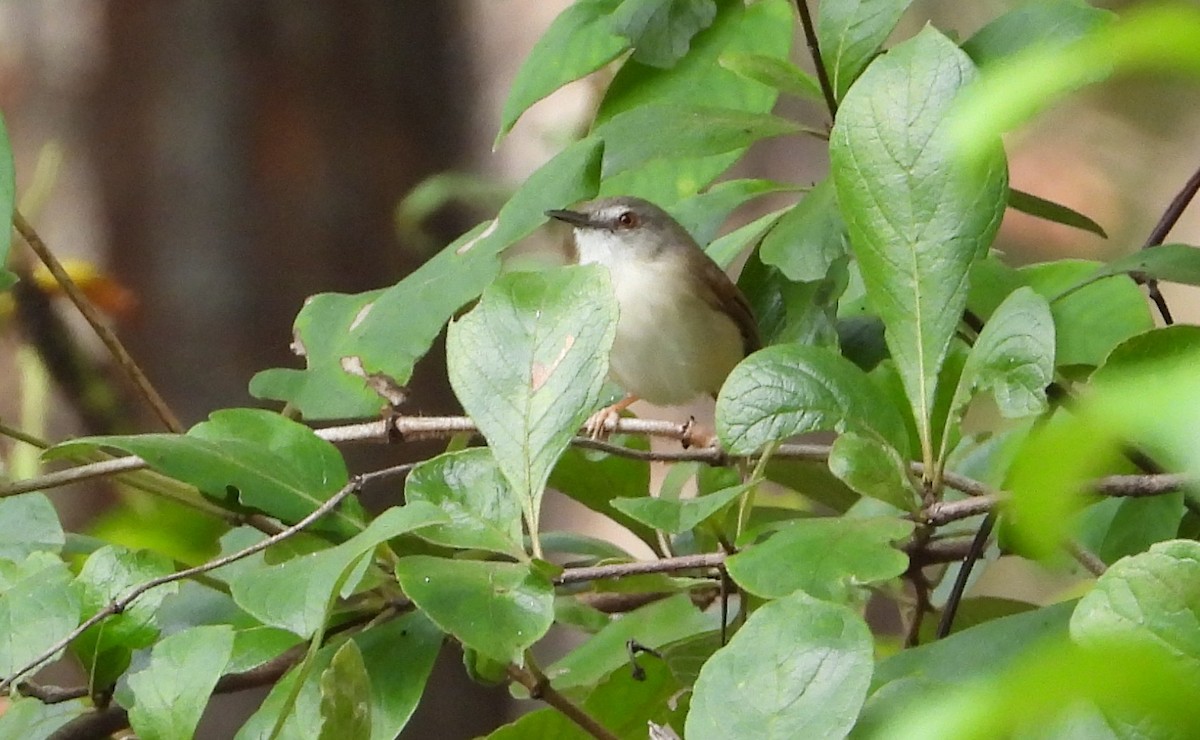 Rufescent Prinia - ML641170362