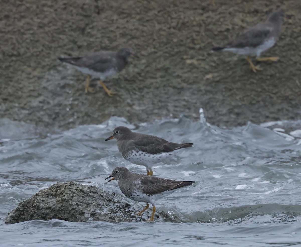 Surfbird - ML641170376