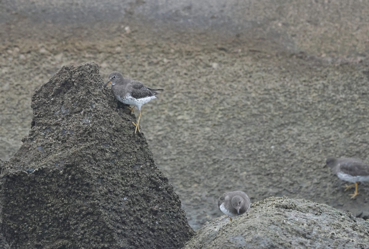 Surfbird - ML641170377