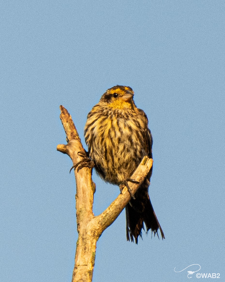 Red-winged Blackbird - ML641170387