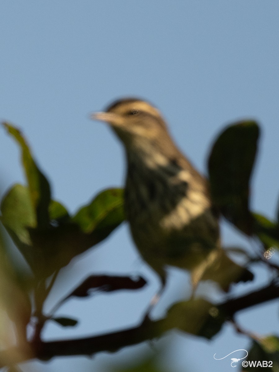 Northern Waterthrush - ML641170391