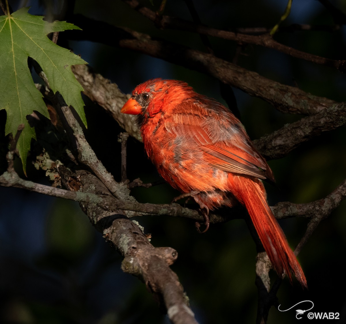 Northern Cardinal - ML641170393