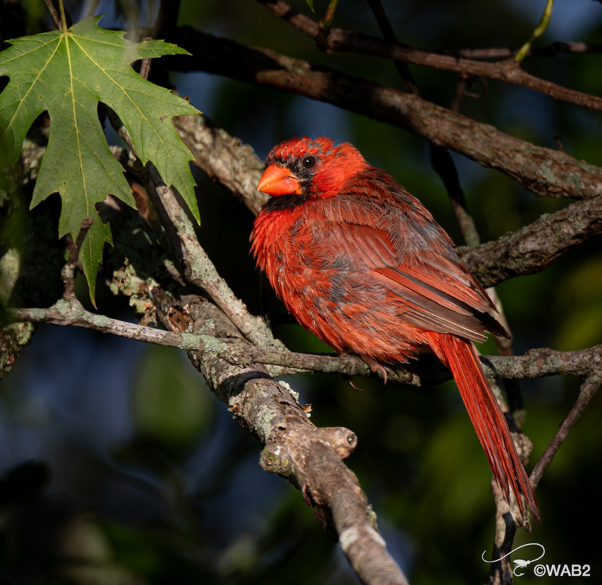 Northern Cardinal - ML641170394