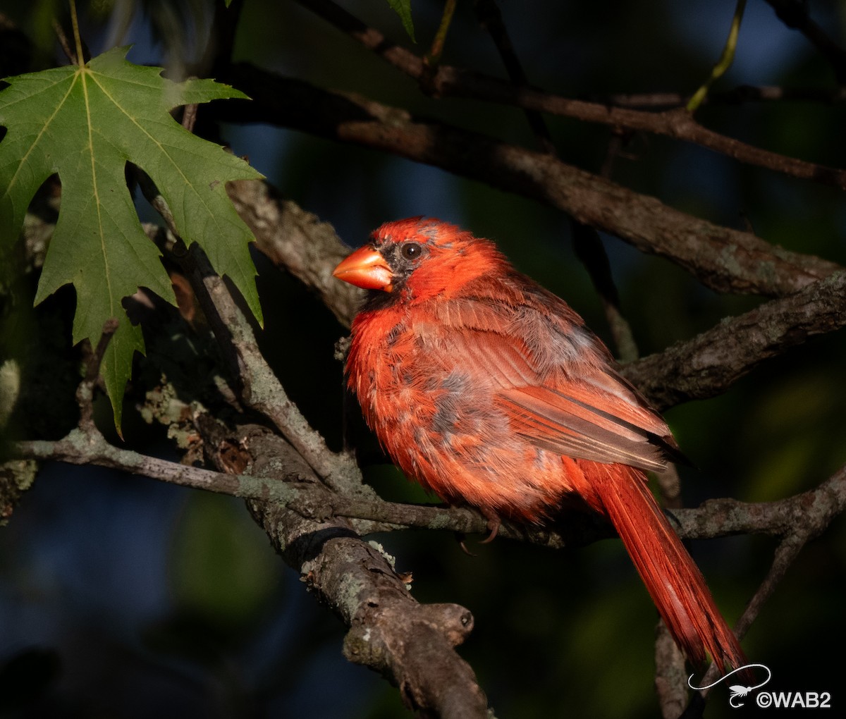 Northern Cardinal - ML641170395