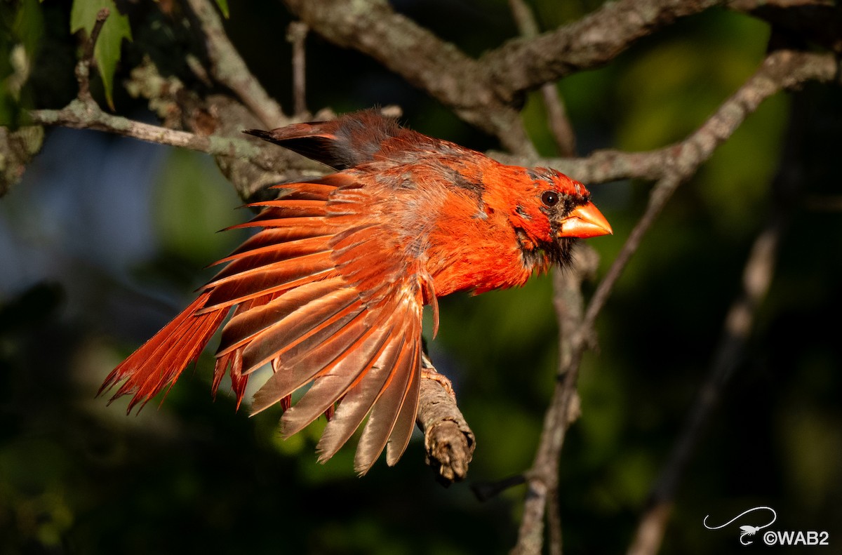 Northern Cardinal - ML641170396