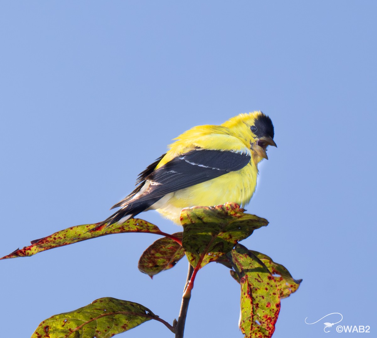 American Goldfinch - ML641170397