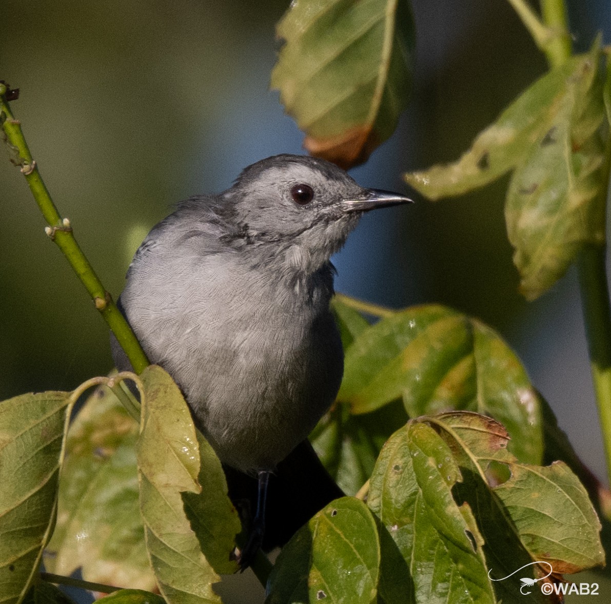 Gray Catbird - ML641170403