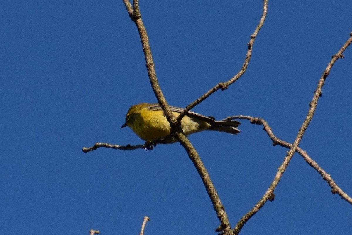 Pine Warbler - Andrew Naert