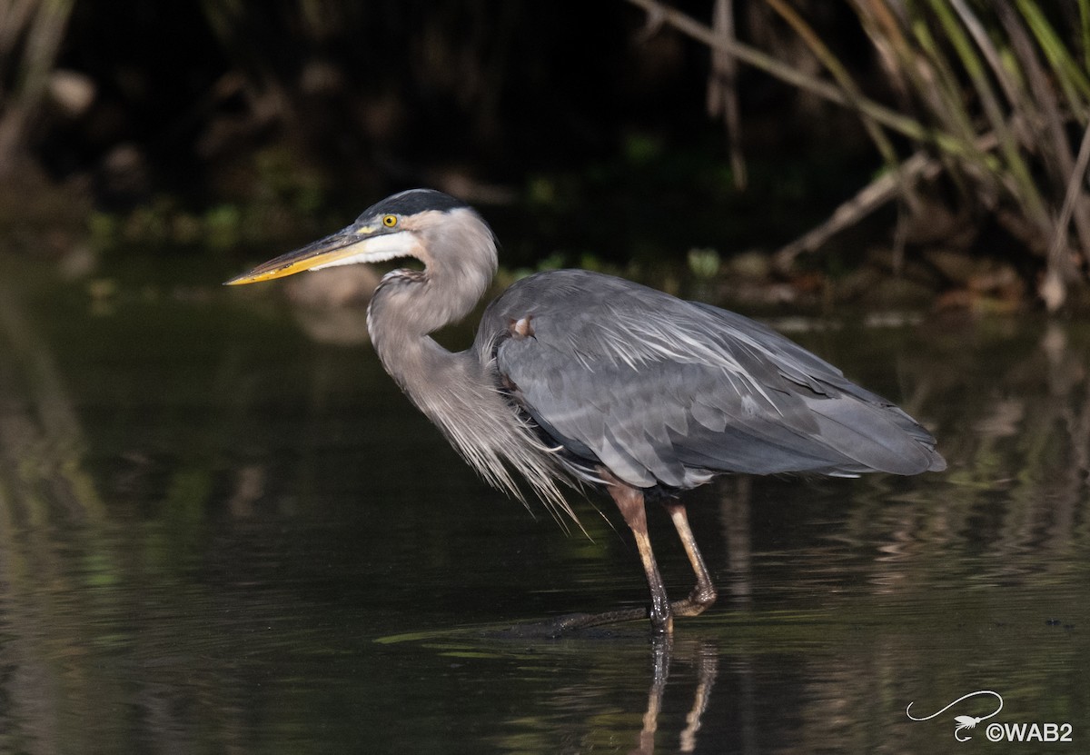 Great Blue Heron - ML641170429