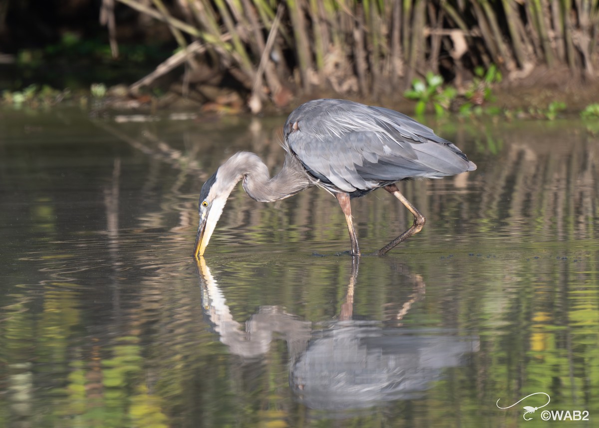 Great Blue Heron - ML641170431