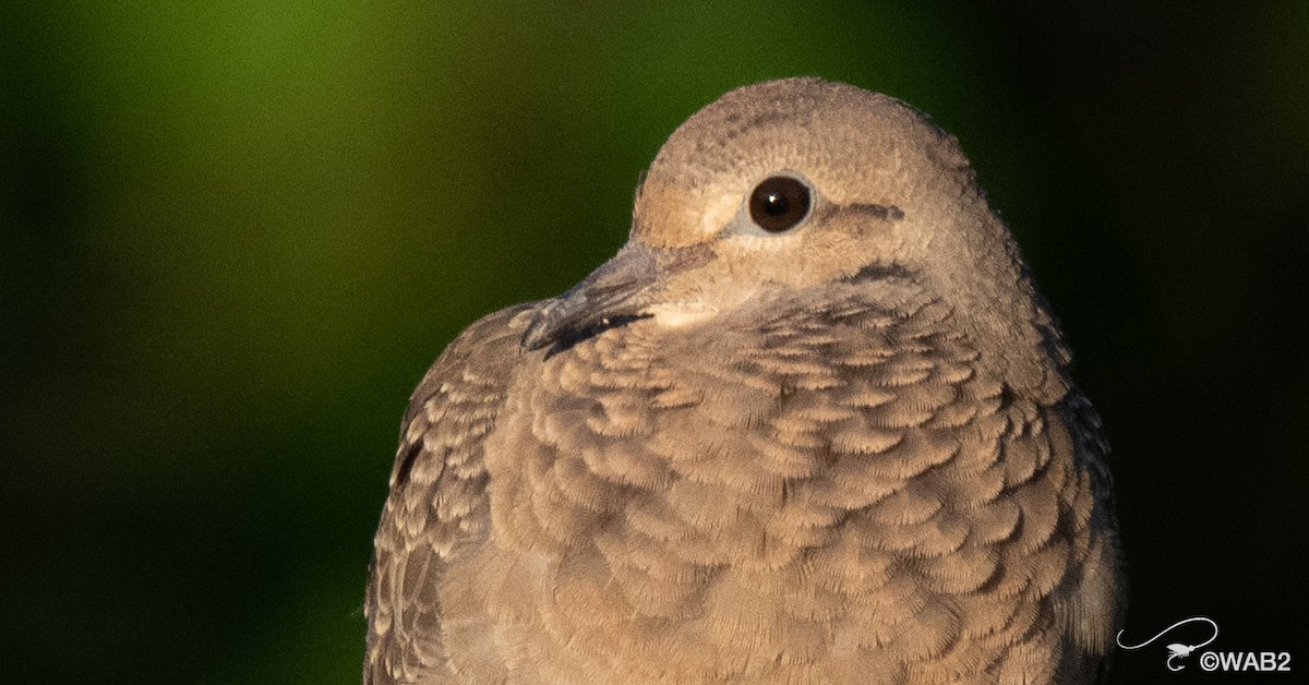 Mourning Dove - ML641170434