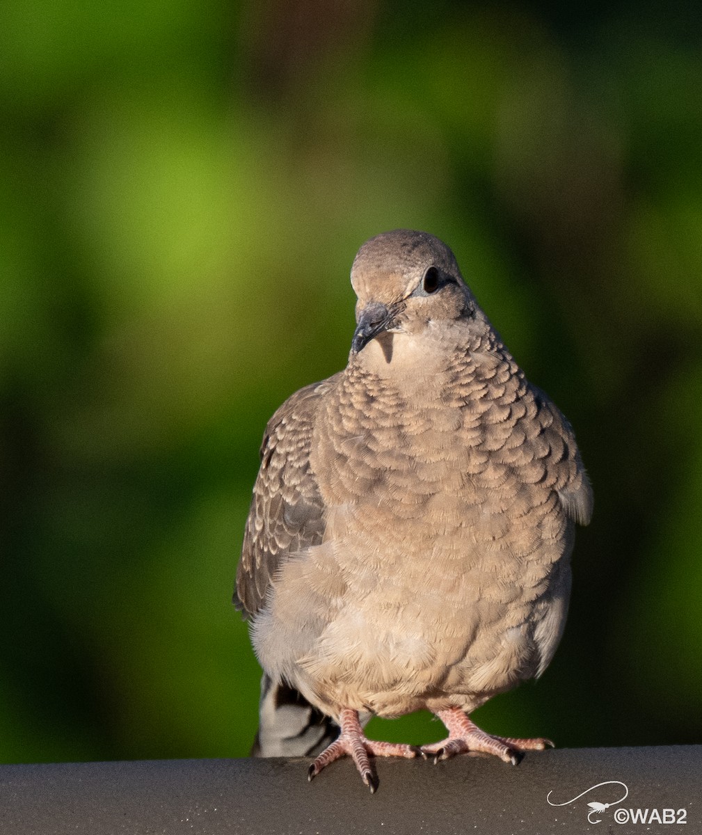 Mourning Dove - ML641170435
