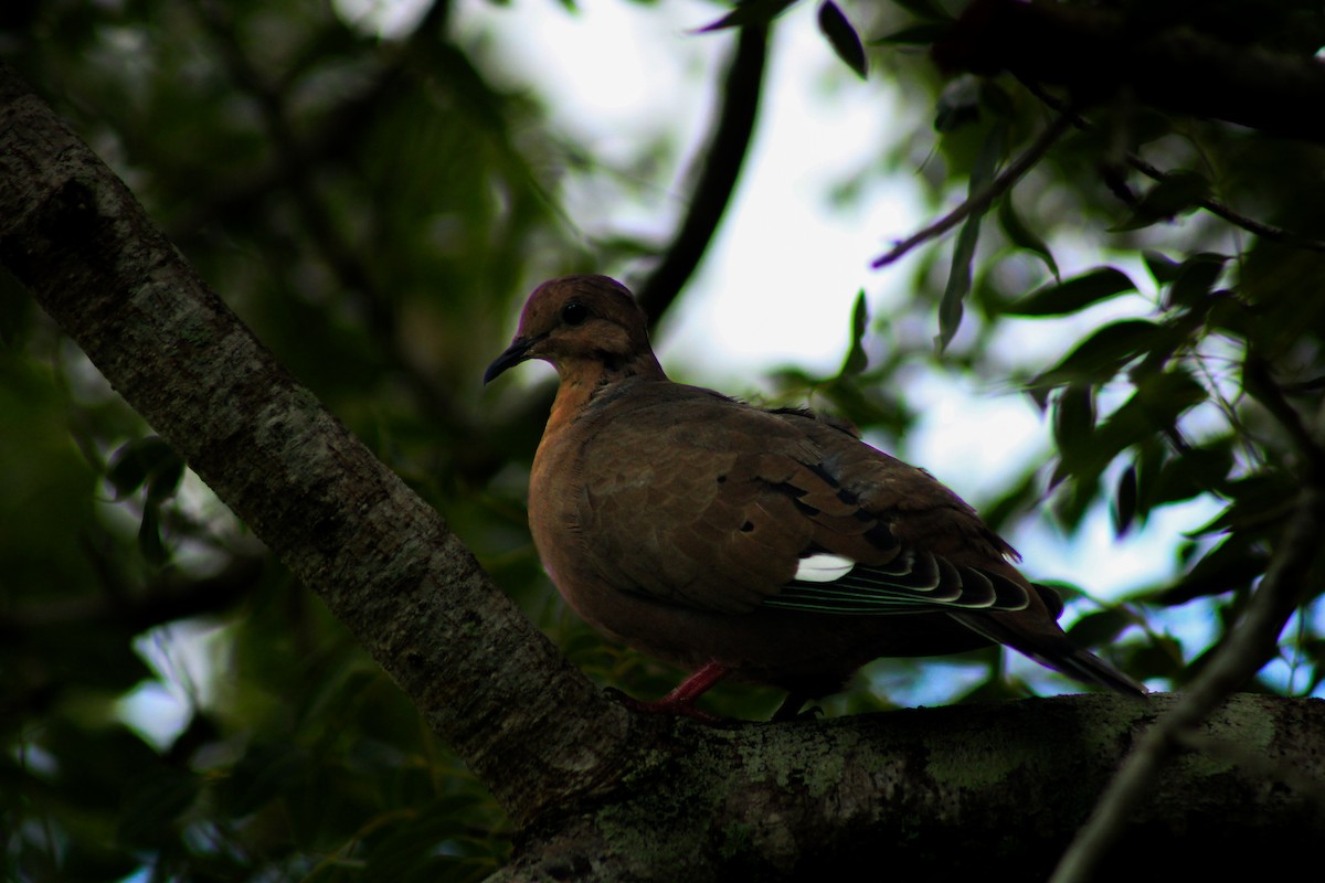 Zenaida Dove - ML641170439
