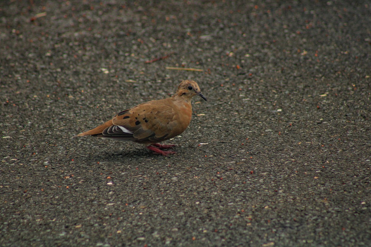 Zenaida Dove - ML641170442
