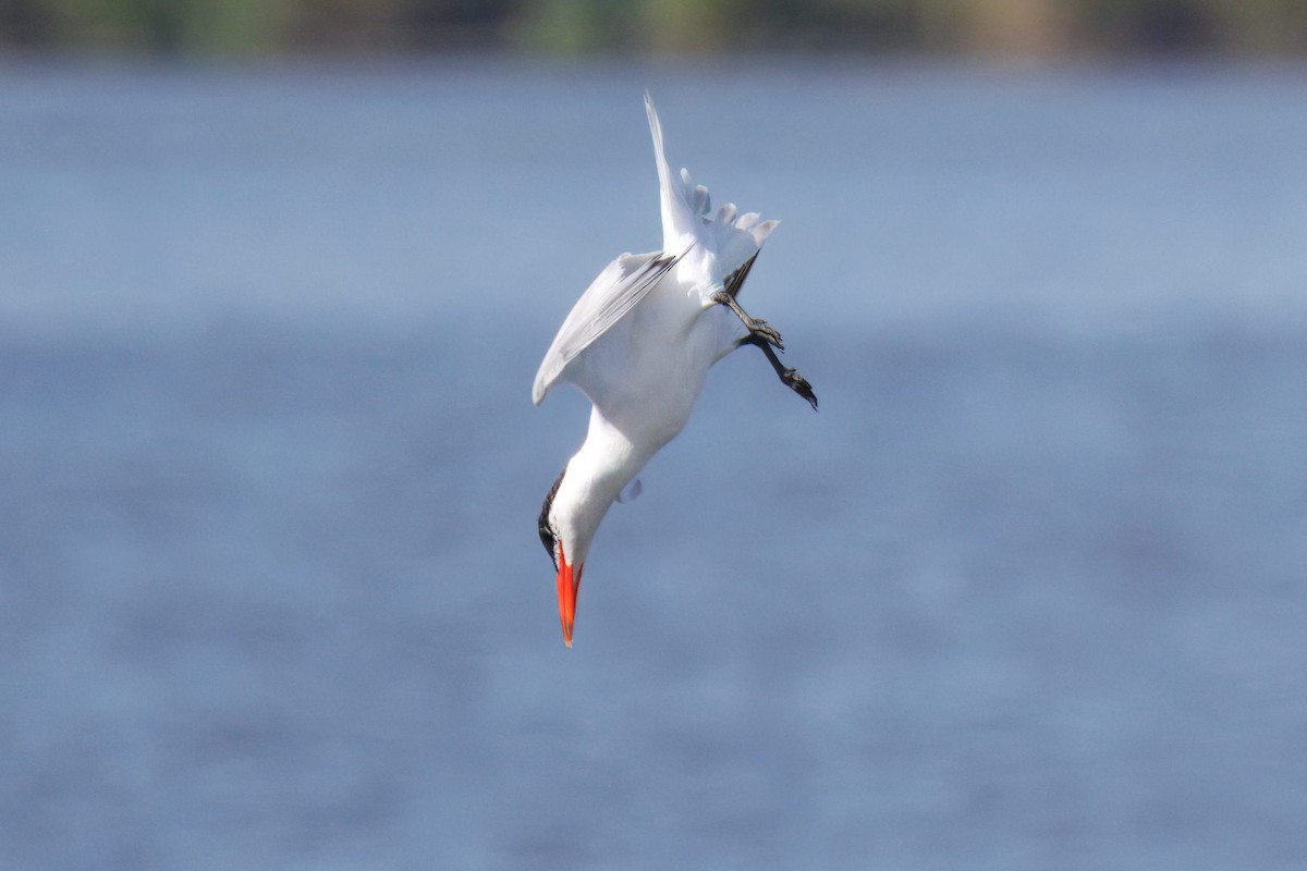 Caspian Tern - ML641170456